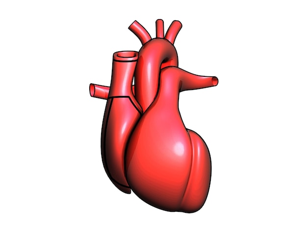 close-up of red heart model against white background