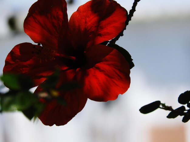 Close-up of red hibiscus against sky