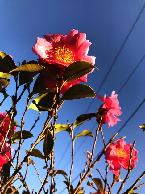 Close-up of red hibiscus blooming against sky