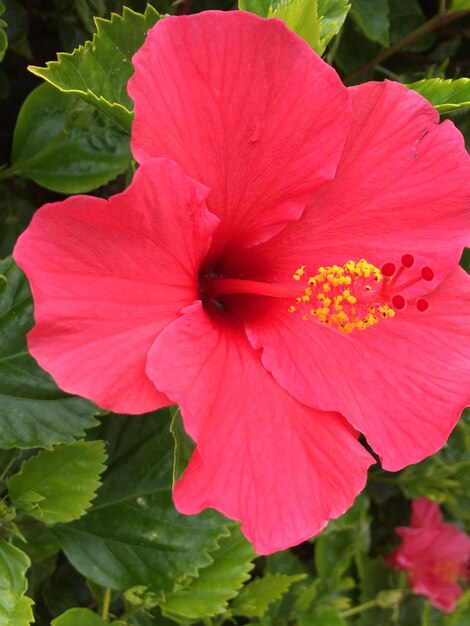 Close-up of red hibiscus blooming outdoors