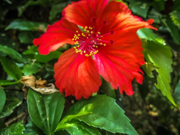 Close-up of red hibiscus blooming outdoors