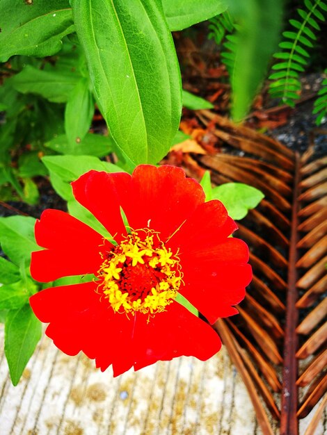 Close-up of red hibiscus blooming outdoors