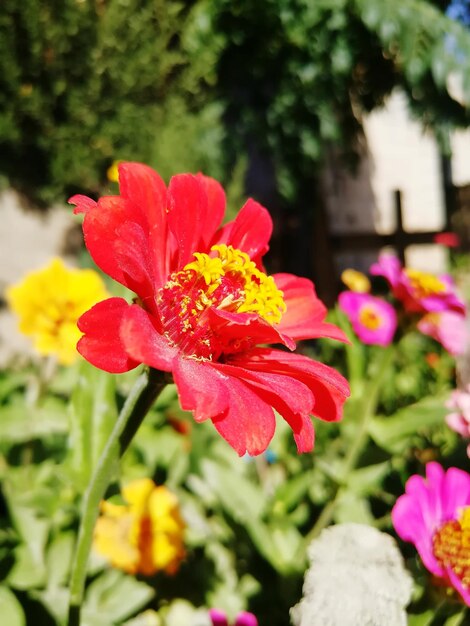 Close-up of red hibiscus blooming outdoors