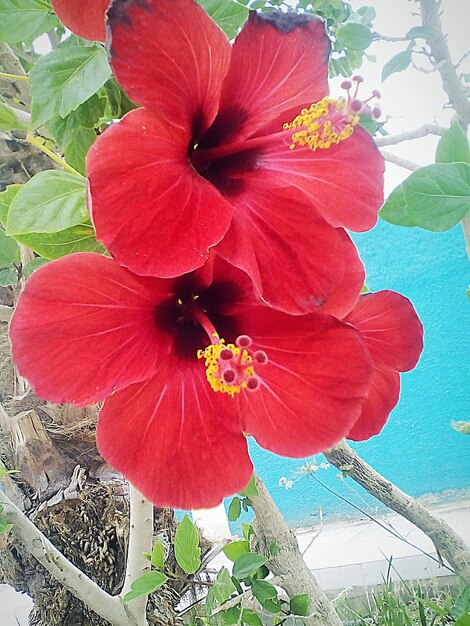 Close-up of red hibiscus blooming outdoors