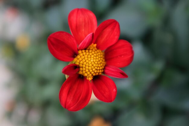 Photo close-up of red hibiscus blooming outdoors