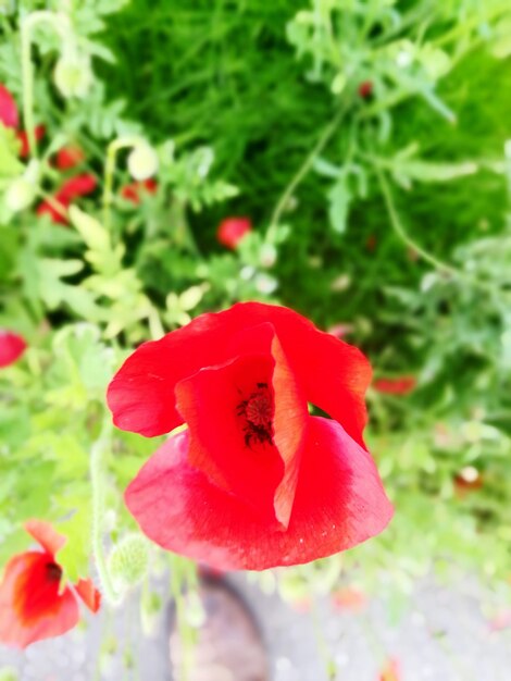 Close-up of red hibiscus blooming outdoors