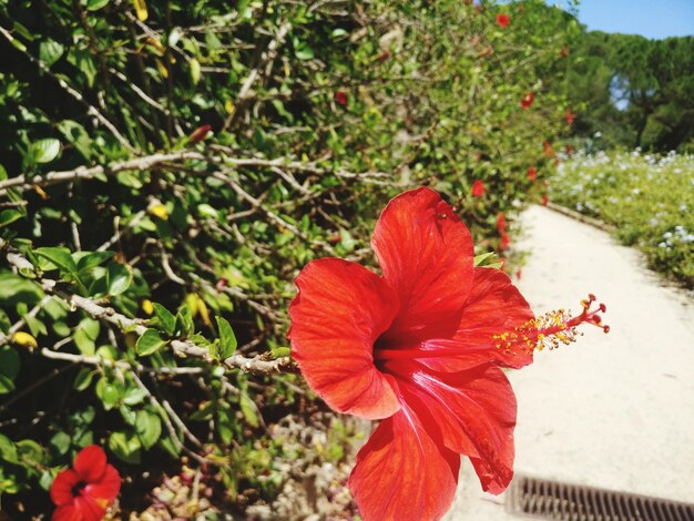 Foto prossimo piano di un ibisco rosso in fiore all'aperto