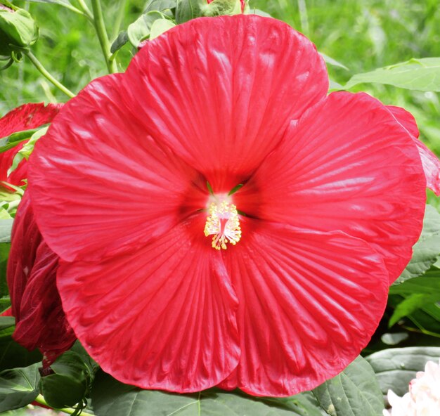 Close-up of red hibiscus blooming outdoors