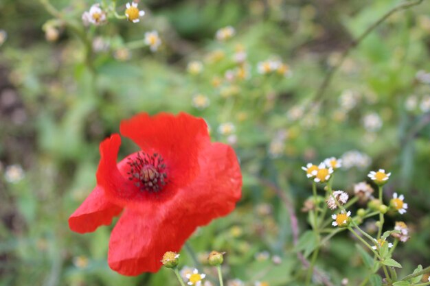 Close-up of red hibiscus blooming outdoors