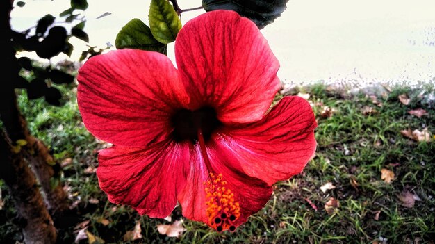 Close-up of red hibiscus blooming outdoors