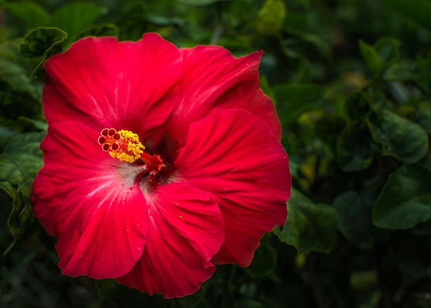close-up of red hibiscus blooming outdoors