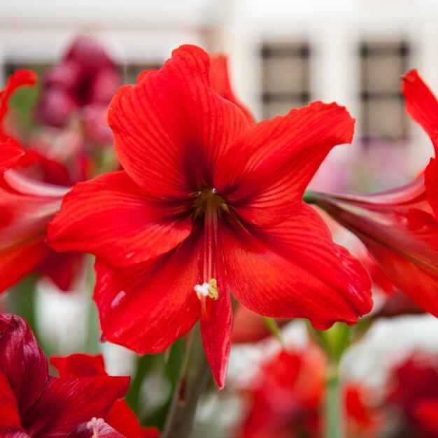 Close-up of red hibiscus blooming outdoors