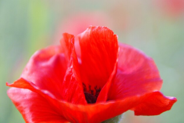 Close-up of red hibiscus blooming outdoors