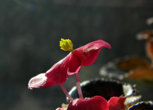 Close-up of red hibiscus blooming outdoors