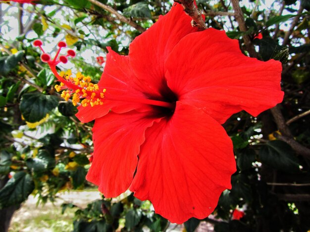 Close-up of red hibiscus blooming outdoors