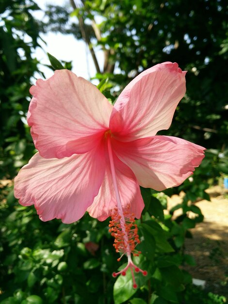 Photo close-up of red hibiscus blooming in park