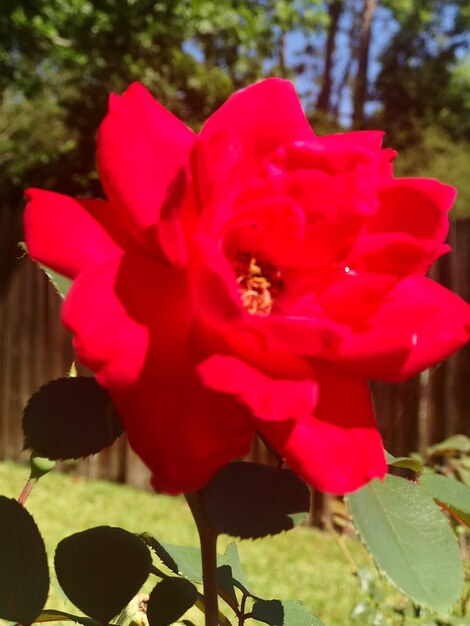 Close-up of red hibiscus blooming on tree