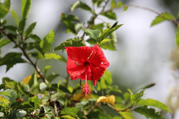 Photo close-up of red hibiscus flower