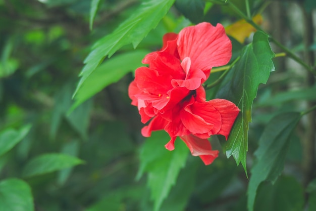 Close-up of red hibiscus flower