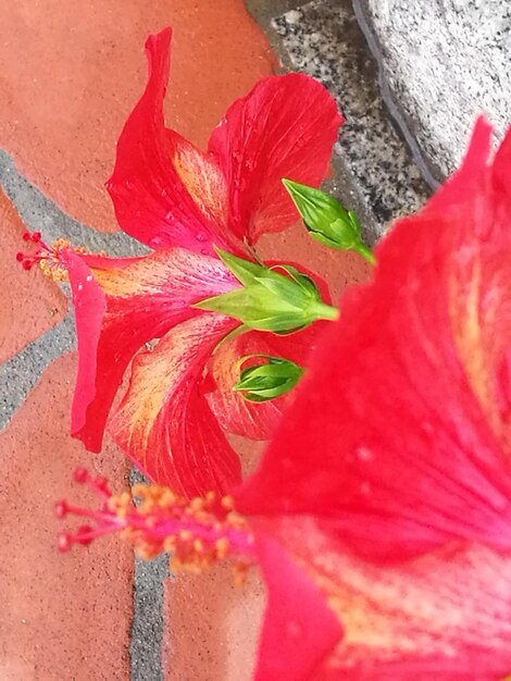 Close-up of red hibiscus flower