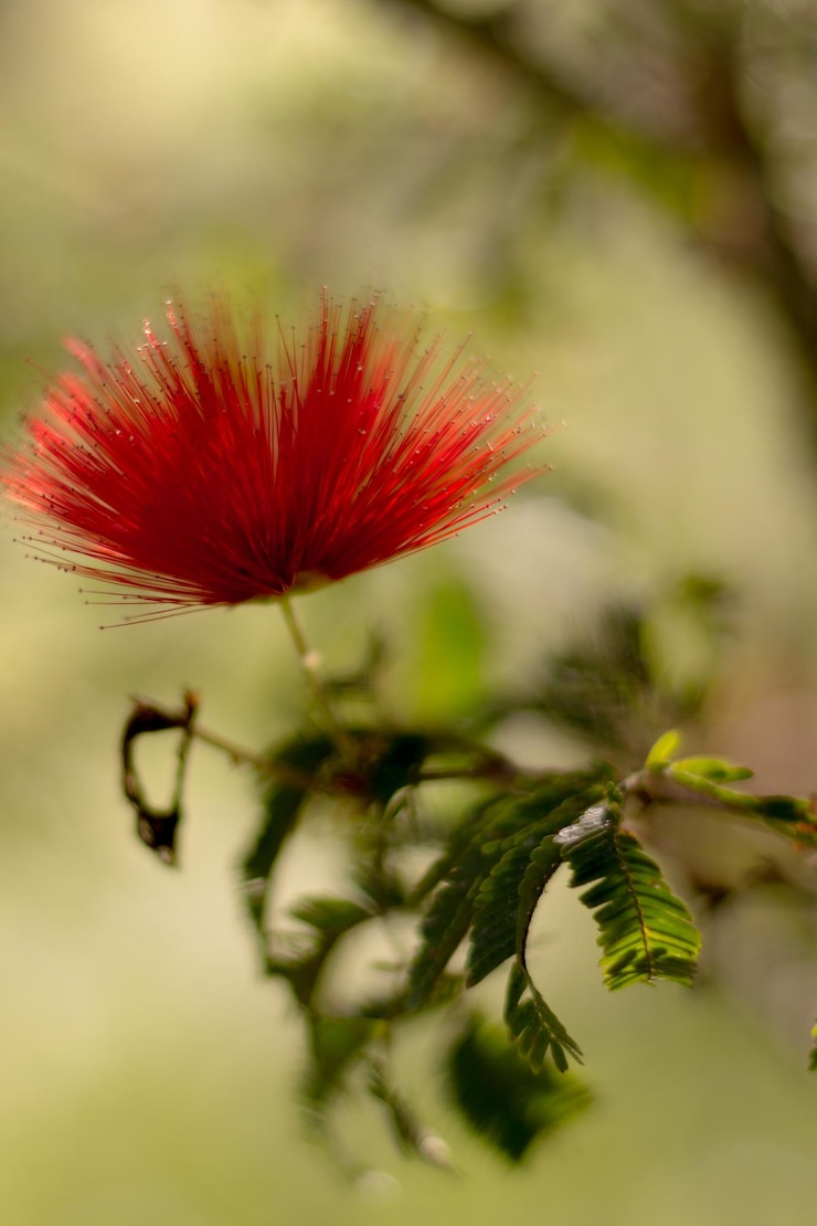 Photo close-up of red hibiscus flower