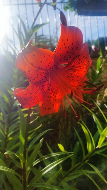 Close-up of red hibiscus flower