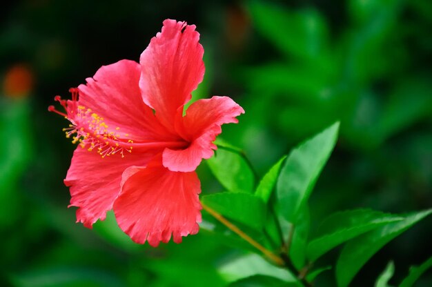 Close-up of red hibiscus flower