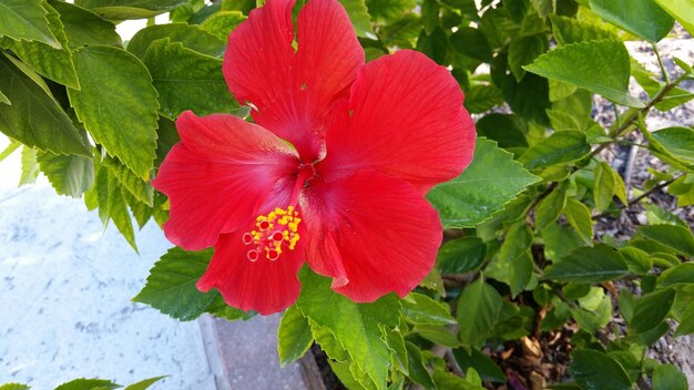 Close-up of red hibiscus flower