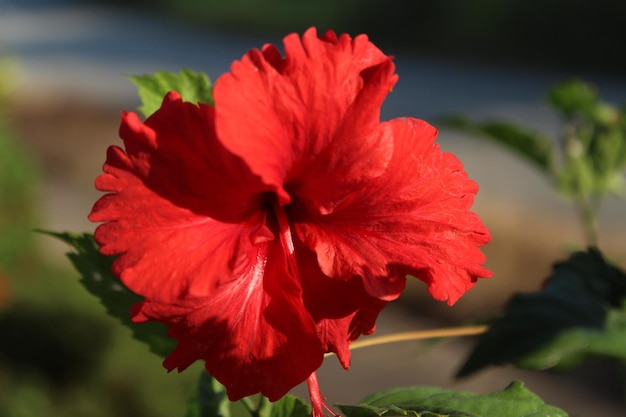 Foto prossimo piano del fiore di ibisco rosso