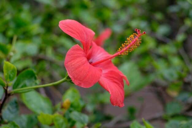 Foto prossimo piano del fiore di ibisco rosso