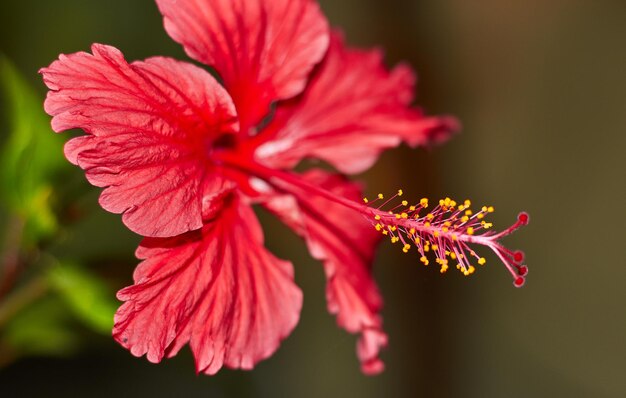 Close-up of red hibiscus flower