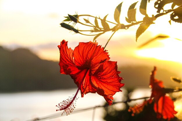 Photo close-up of red hibiscus flower