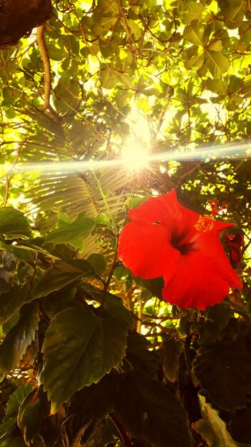 Close-up of red hibiscus flower