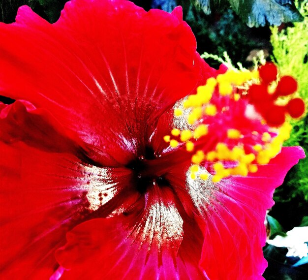 Close-up of red hibiscus flower