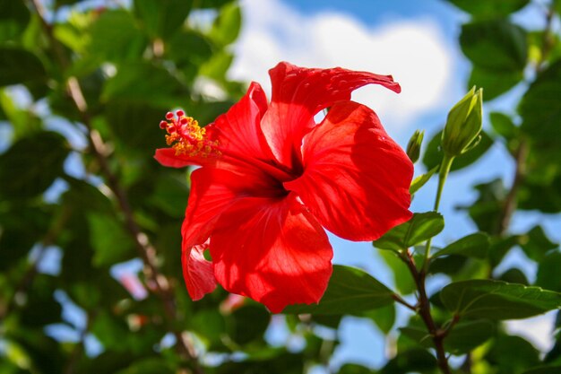 Photo close-up of red hibiscus flower