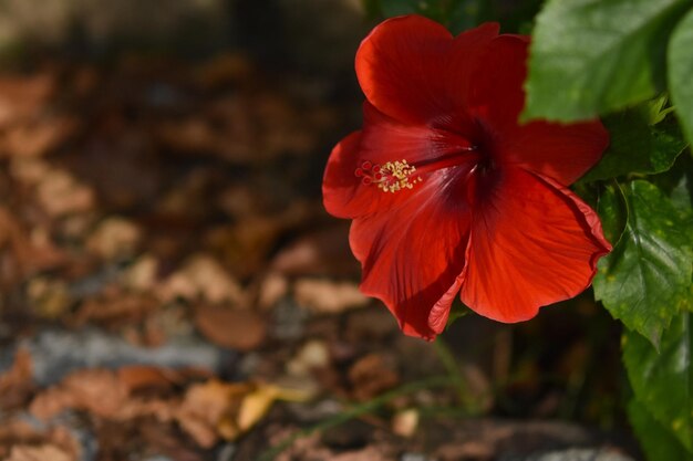 Close-up of red hibiscus flower