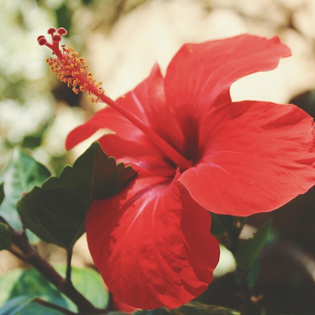 Close-up of red hibiscus flower