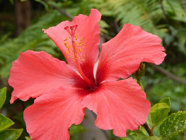 赤いヒビスカスの花のクローズアップ