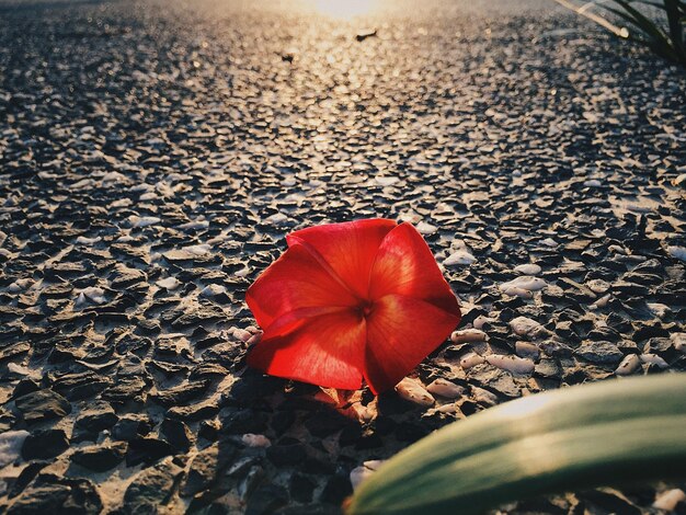 Photo close-up of red hibiscus