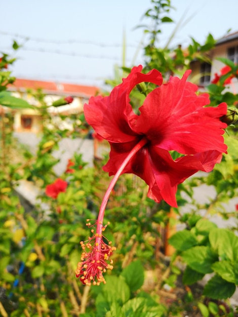 Foto prossimo piano dell'ibisco rosso