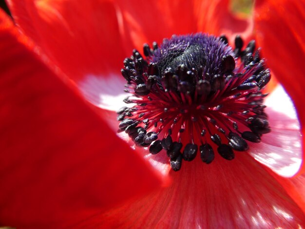 Photo close-up of red hibiscus