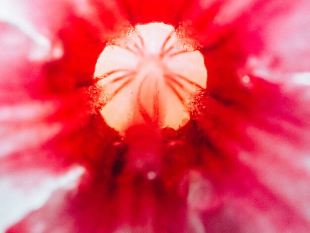 Close-up of red hibiscus