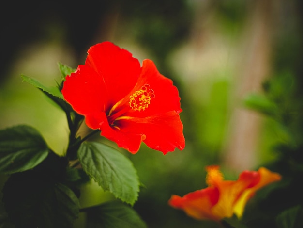 close up red hibiscus