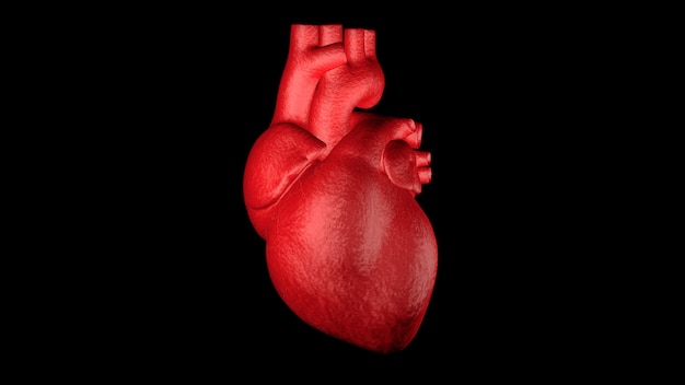 Close up red Human Heart 3d Render