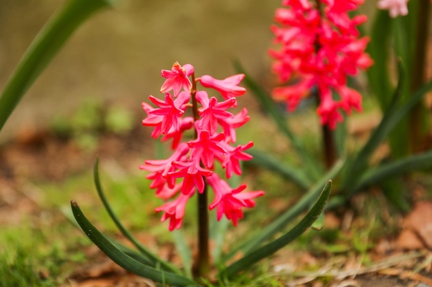A close up of a red hyacinth flower