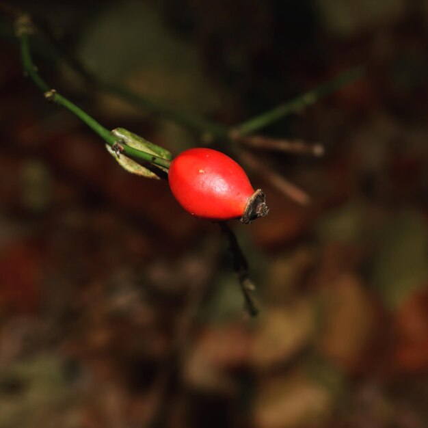 Close-up of red ladybug