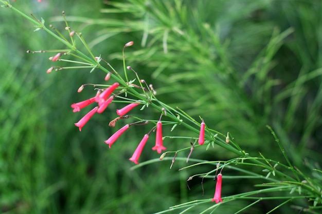 Photo close-up of red leaf on land