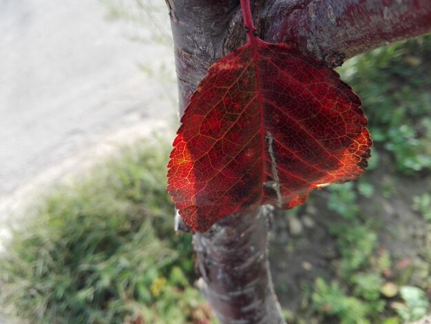 Close-up of red leaf on tree