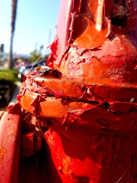 Close-up of red leaf