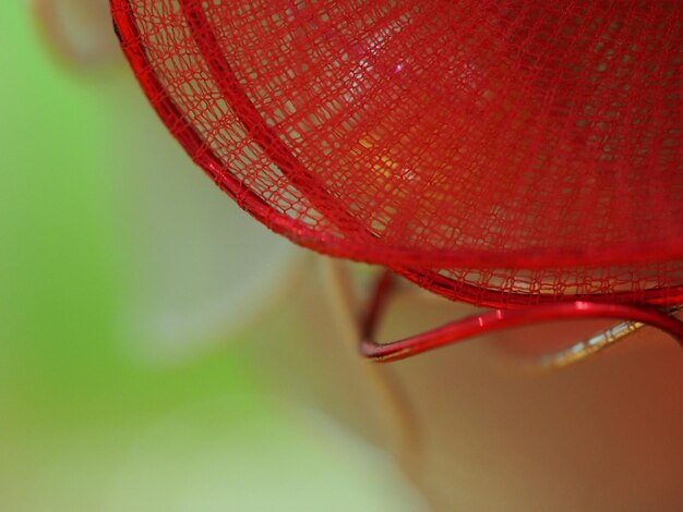 Close up of red leaf